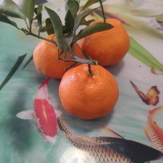 资阳耙耙柑