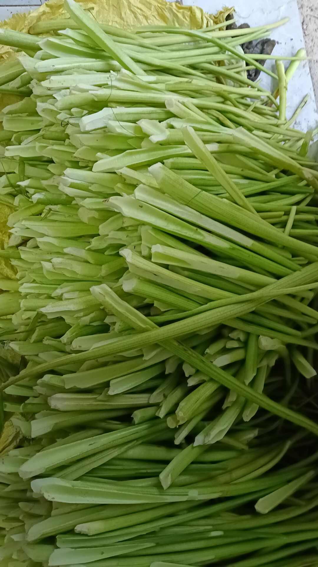 去皮芋苗