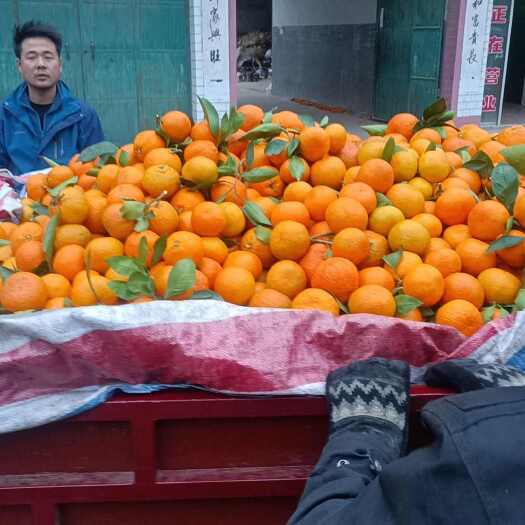 城固县秦岭无籽蜜桔，大小，颜色，糖度，价格都好。