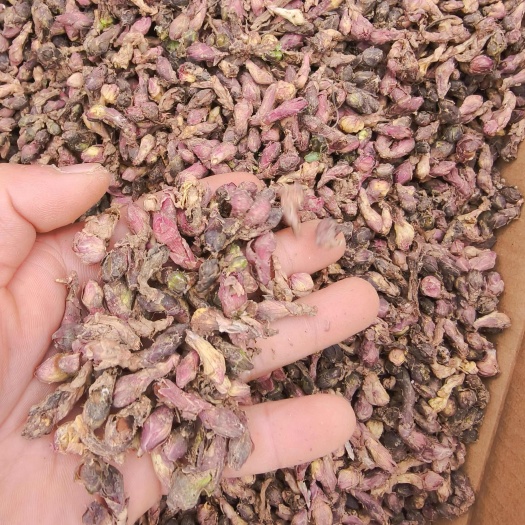 陇西产新鲜款冬花 中药材优质保证 快速发货