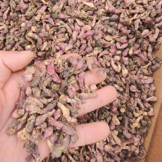 陇西县陇西产新鲜款冬花 中药材优质保证 快速发货
