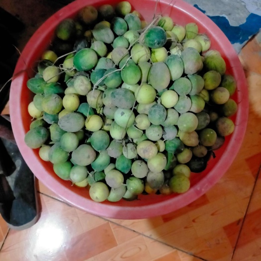 河南马泡瓜
