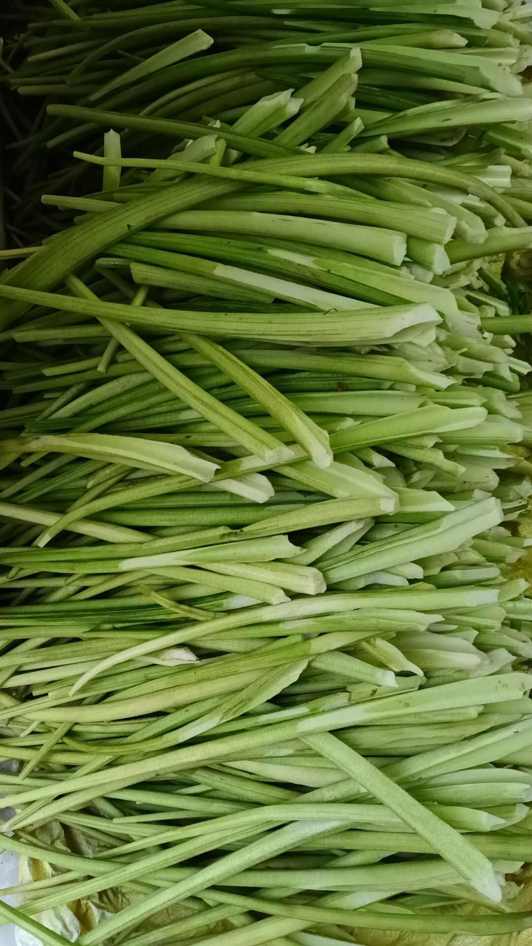 去皮芋苗