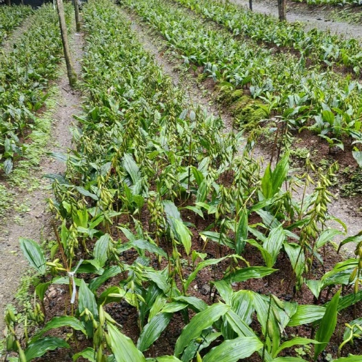 山阳县毛慈菇