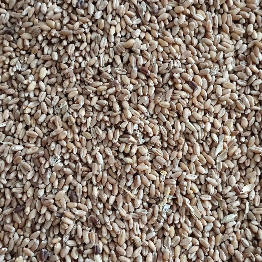 牙克石市红小麦，黑小麦，褐麦，面粉