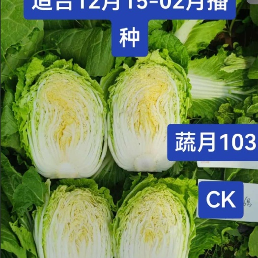 南阳君川美格君胜55华耐蔬月103黄心白菜种子黄心矮颗大白菜种