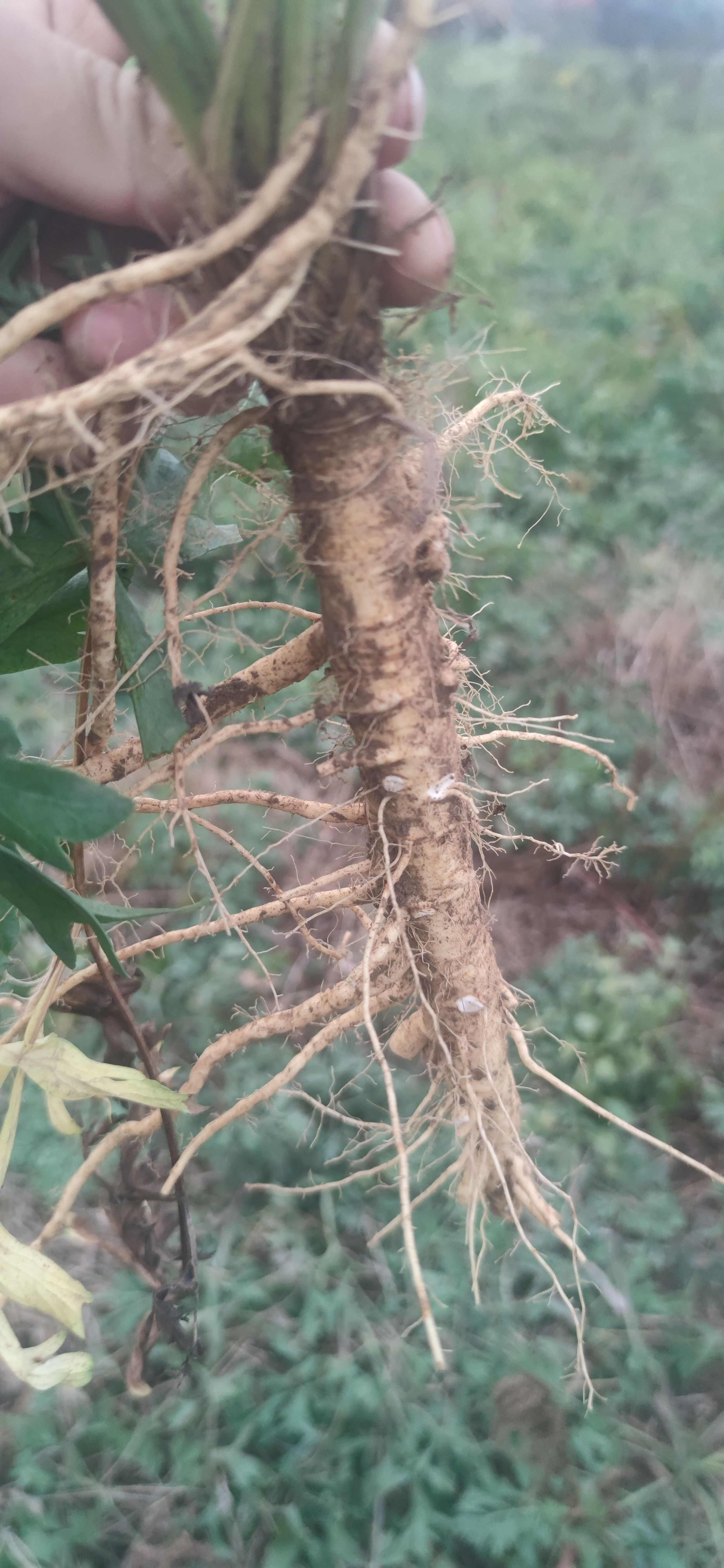 防风鲜根通货