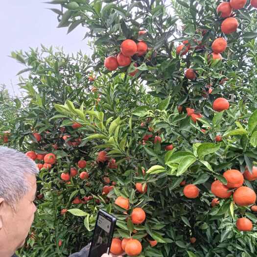 仁寿县东方红耙耙柑沃柑