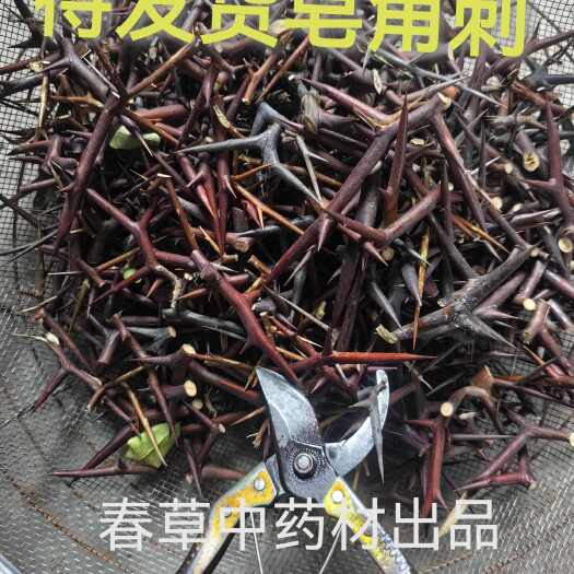 平邑县皂角刺皂角刺饮片
