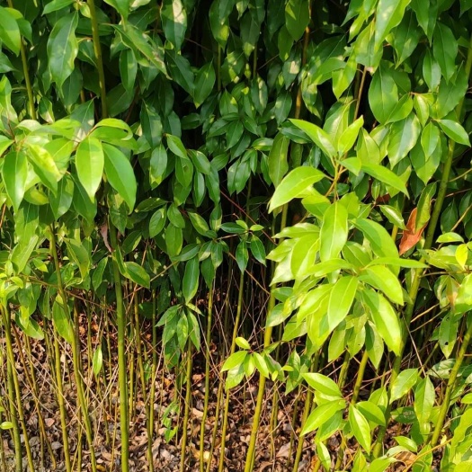 洪雅县香樟袋苗，无纺布袋袋苗