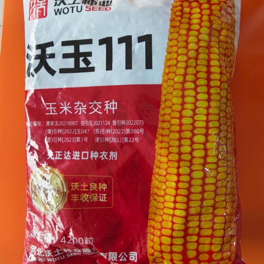 郑州沃玉111玉米种子国审正品红轴大棒玉米种子