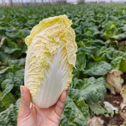 亳州鹿邑一首货源产地直发露天种植农家娃娃菜黄心