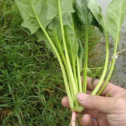 三台县大叶波菜，质量好，