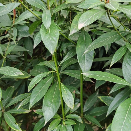 洪雅县楠木苗桢楠苗无纺布袋苗