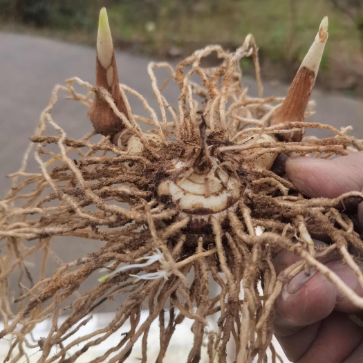 隆回县白芨种苗