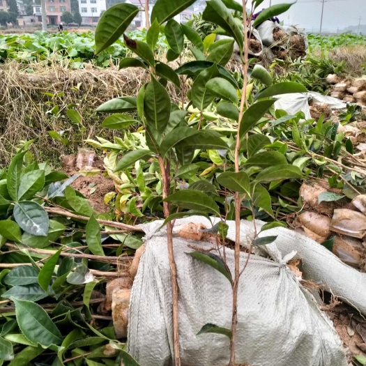 攸县红花油茶苗，红花油茶杯苗基地直销！