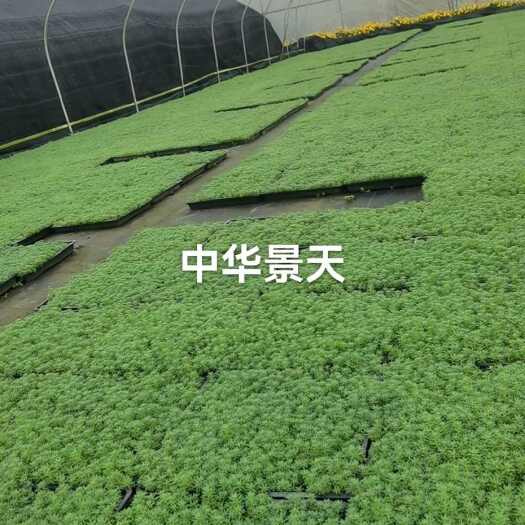 成都中华景天方盘