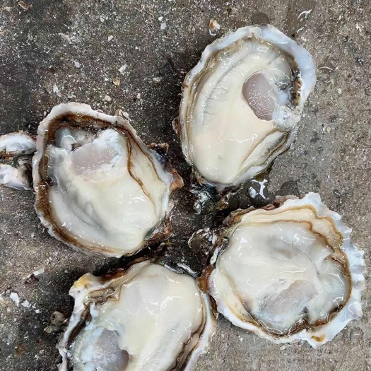 乳山市产地直发山东乳山生蚝精品 牡蛎 纯三倍体薄壳支持一件起批