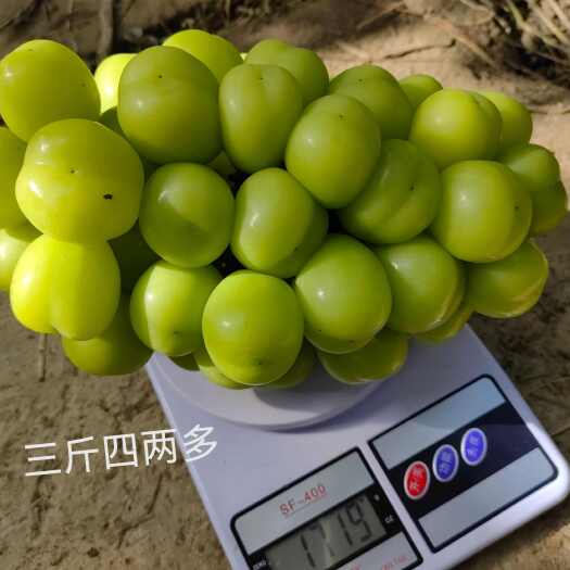 桐乡市精品阳光玫瑰