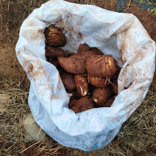 石林县新鲜云南毛芋头直供 石林原产地发货 优质健康蔬菜