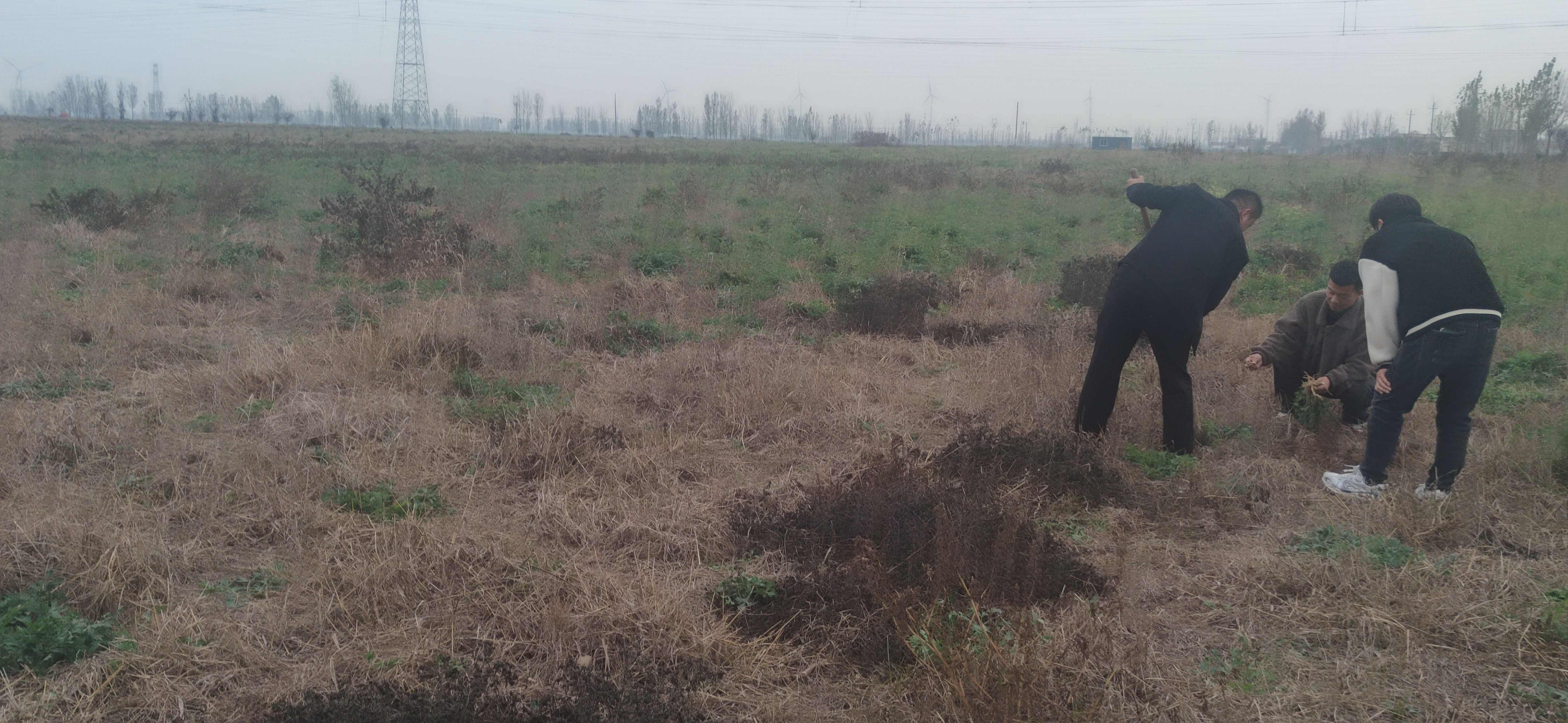防风鲜根通货