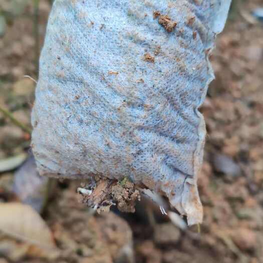 洪雅县麻栎苗青冈苗无纺布袋苗