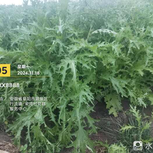 阜阳雪里红