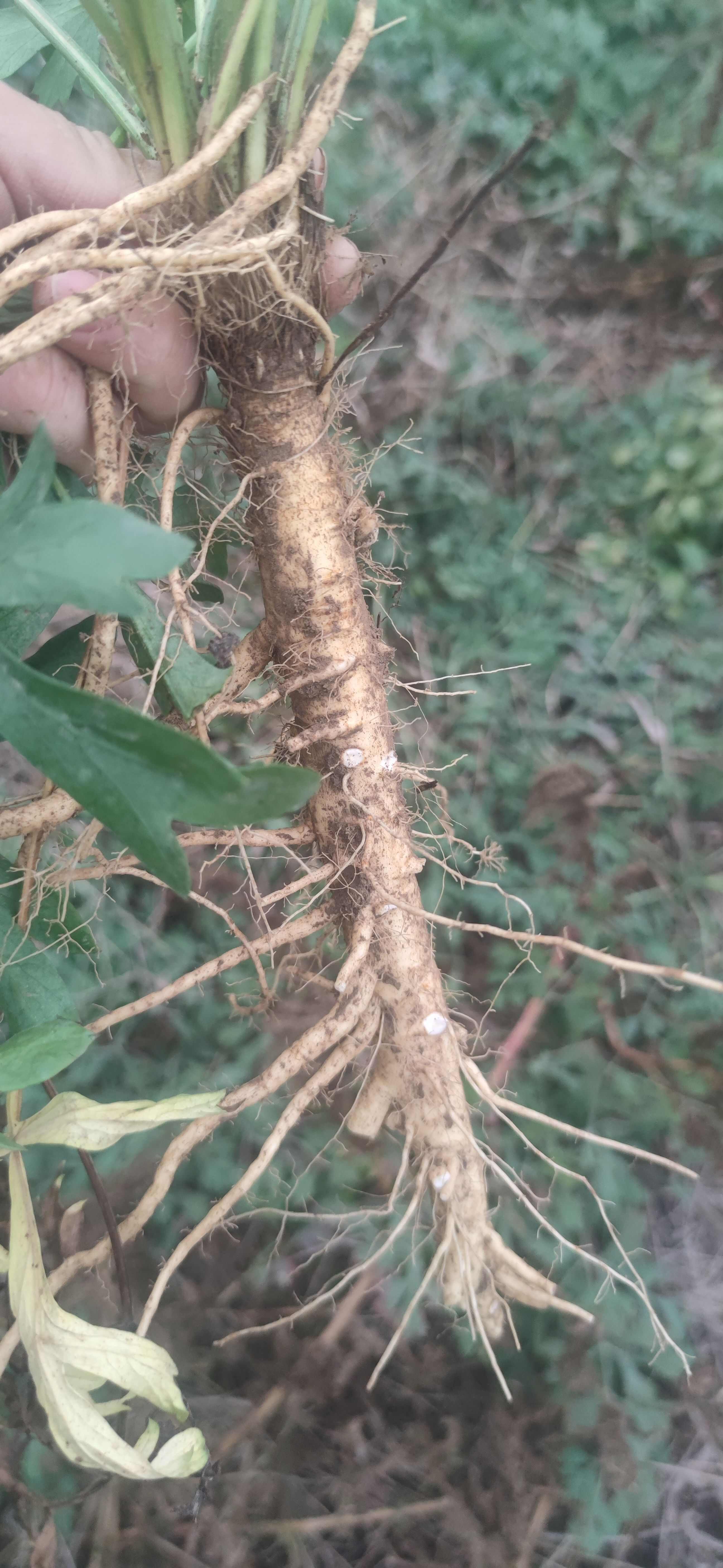 防风鲜根通货