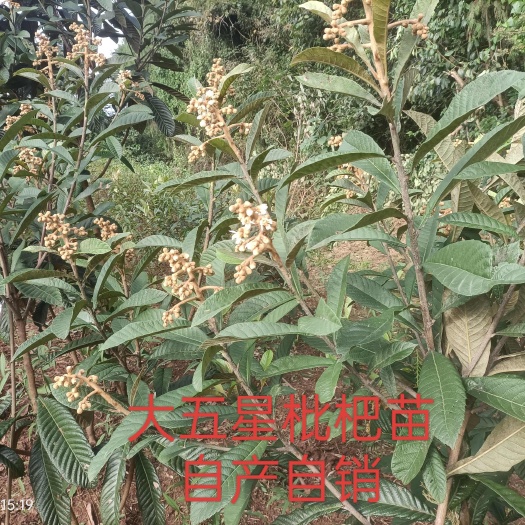 简阳市四川大五星枇杷苗，大五星枇杷苗，枇杷杯苗。