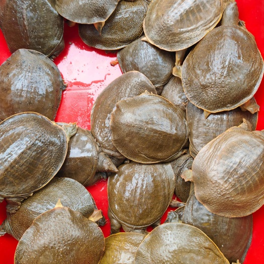 台州甲鱼   水塘养殖甲鱼  大小都有的在1.1斤～～1.6斤一