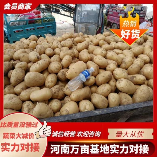 通许县2024年河南省开封市土豆上市，价格好，品质高。