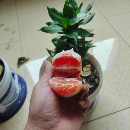 秭归县秭归红橙：甘甜如蜜，品质上乘，果园佳品。滋味诱人。