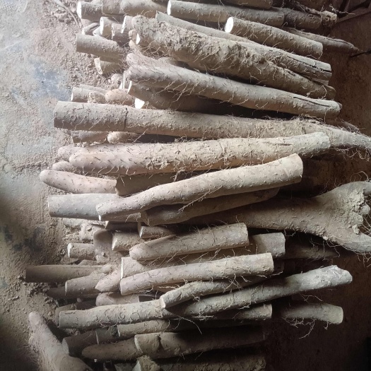 莘县刚出土的白玉山药