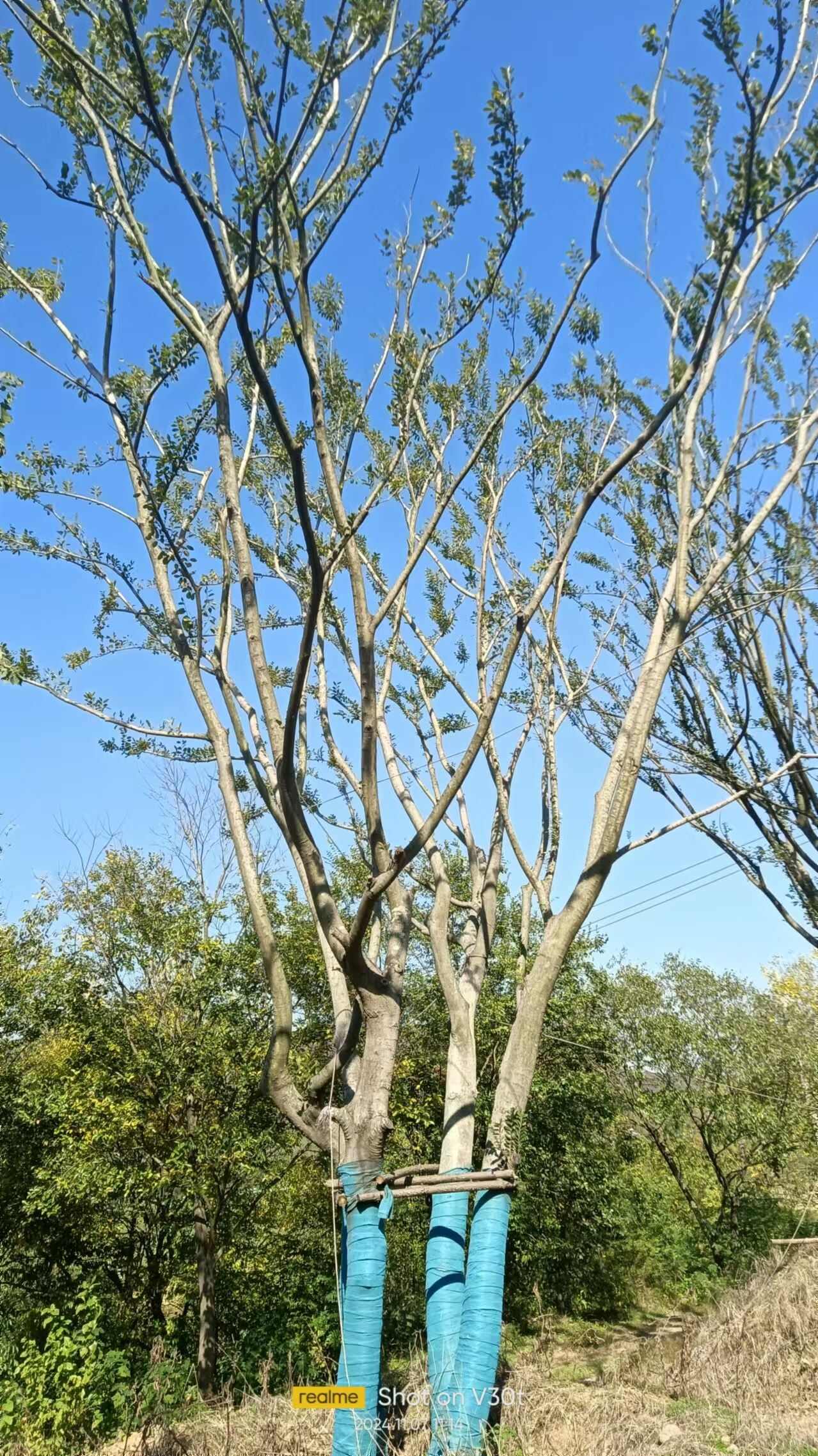 110公分丛生朴树大量供应，欢迎电话咨询