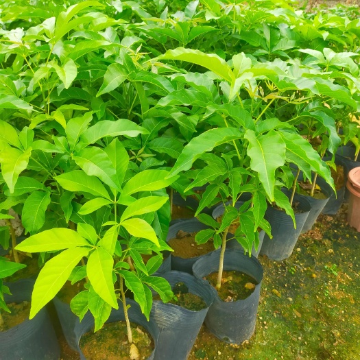普宁市冰淇淋果白柿种子苗杯苗可以做砧木嫁接