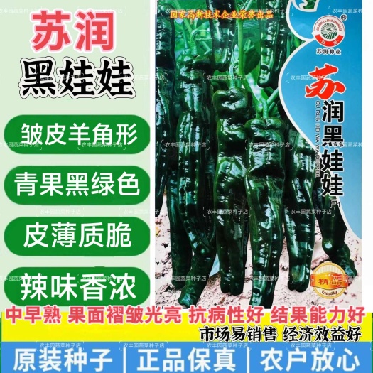 沭阳县苏润黑娃娃皱皮椒种子大果特辣皱皱椒种子大黑皱皮辣椒种子皮薄脆