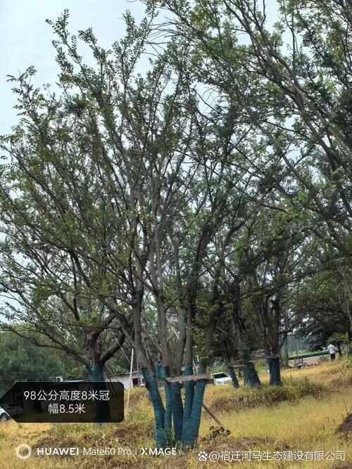 110公分丛生朴树大量供应，欢迎电话咨询