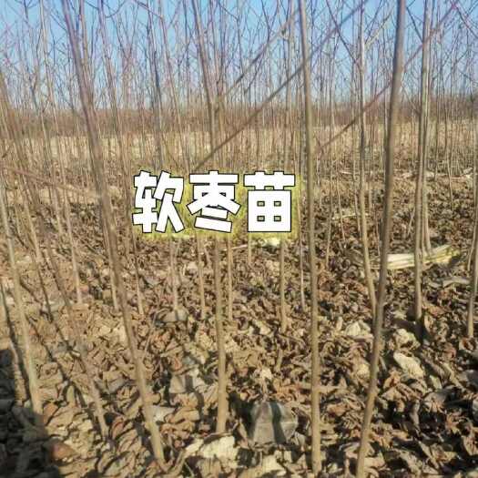 绛县柿子实生苗软枣苗黑柿子树苗庭院果树用嫁接柿子树苗