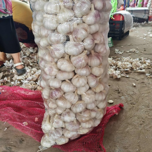 杞县产地直供：各种精品大蒜，蒜苔
