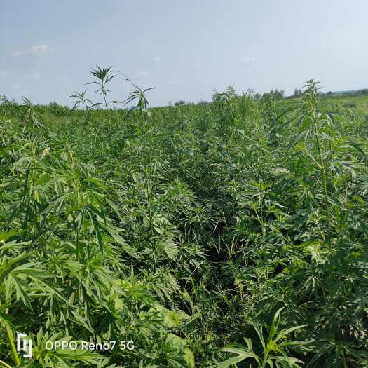 枣阳市益母草全草切片 中药材 品质保证 湖北襄阳发货