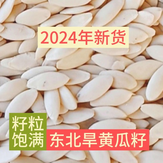2024年东北老旱黄瓜籽