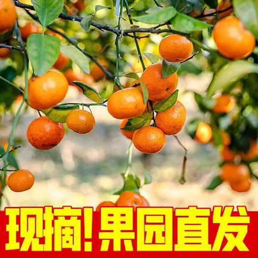 广南县广西正宗砂糖橘（非金秋）电商一件代发
