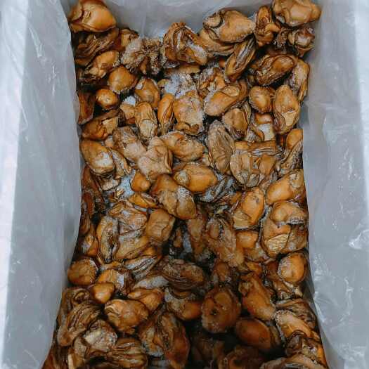 阳西县金蚝豉