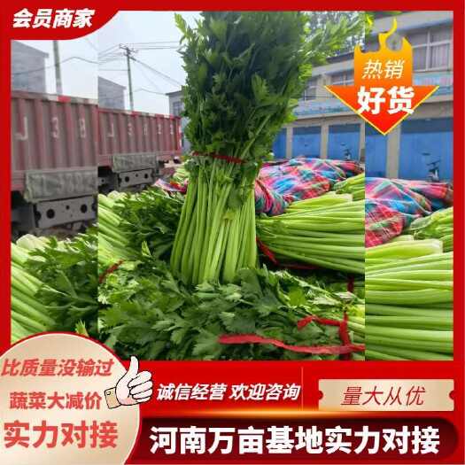 芹菜大量出售