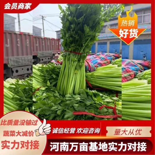 通许县芹菜大量出售