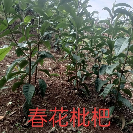 简阳市春花枇杷，春花枇杷苗，春花枇杷枝条，春花1号枇杷，枇杷新品种
