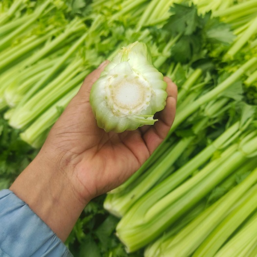 山东定陶区精品西芹大量上市，按需求做菜，