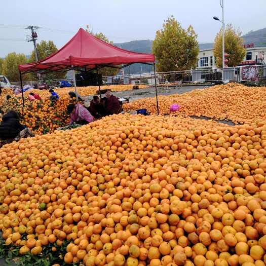 丹江口市蜜橘罐头果，普罐/标罐