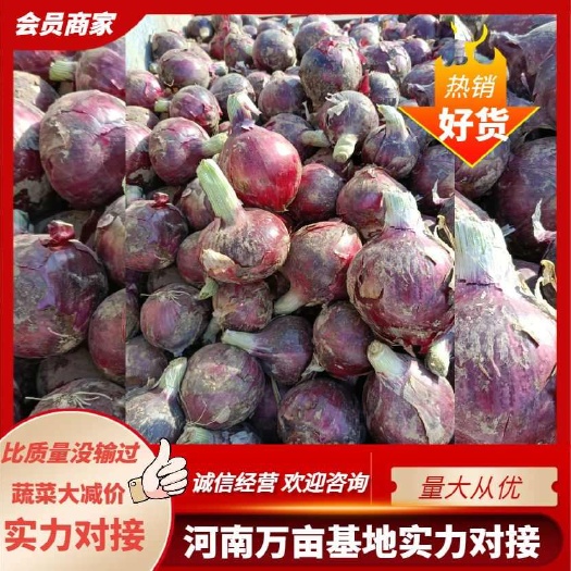通许县红皮洋葱  开封市通许县，本地大量出售洋葱，有意者可以咨询