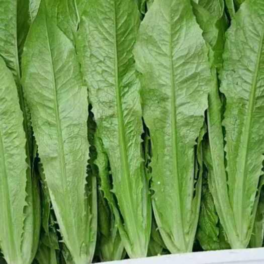 河北永年新鲜青油麦菜批发直销